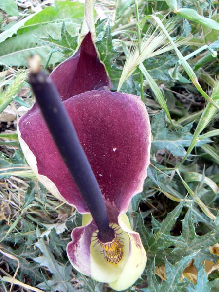 027