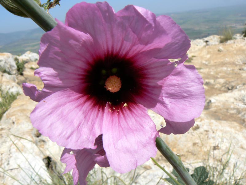080