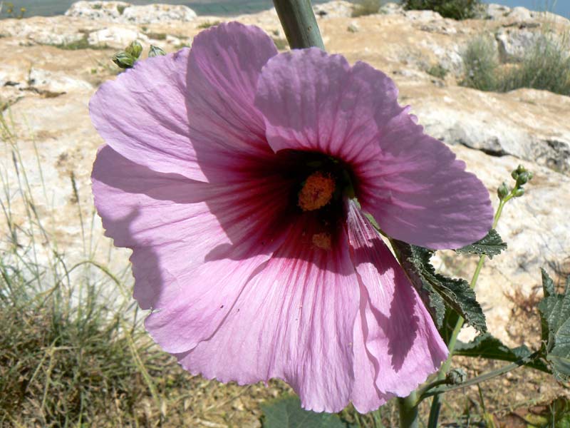 081