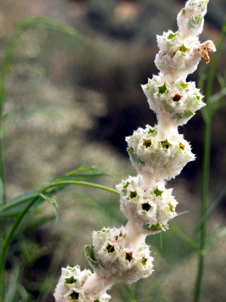 033
